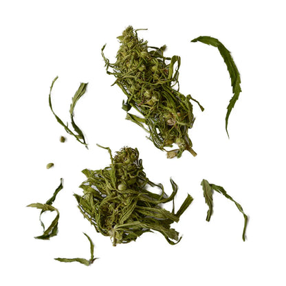Hanftee Dvaro Kavos, 15 g